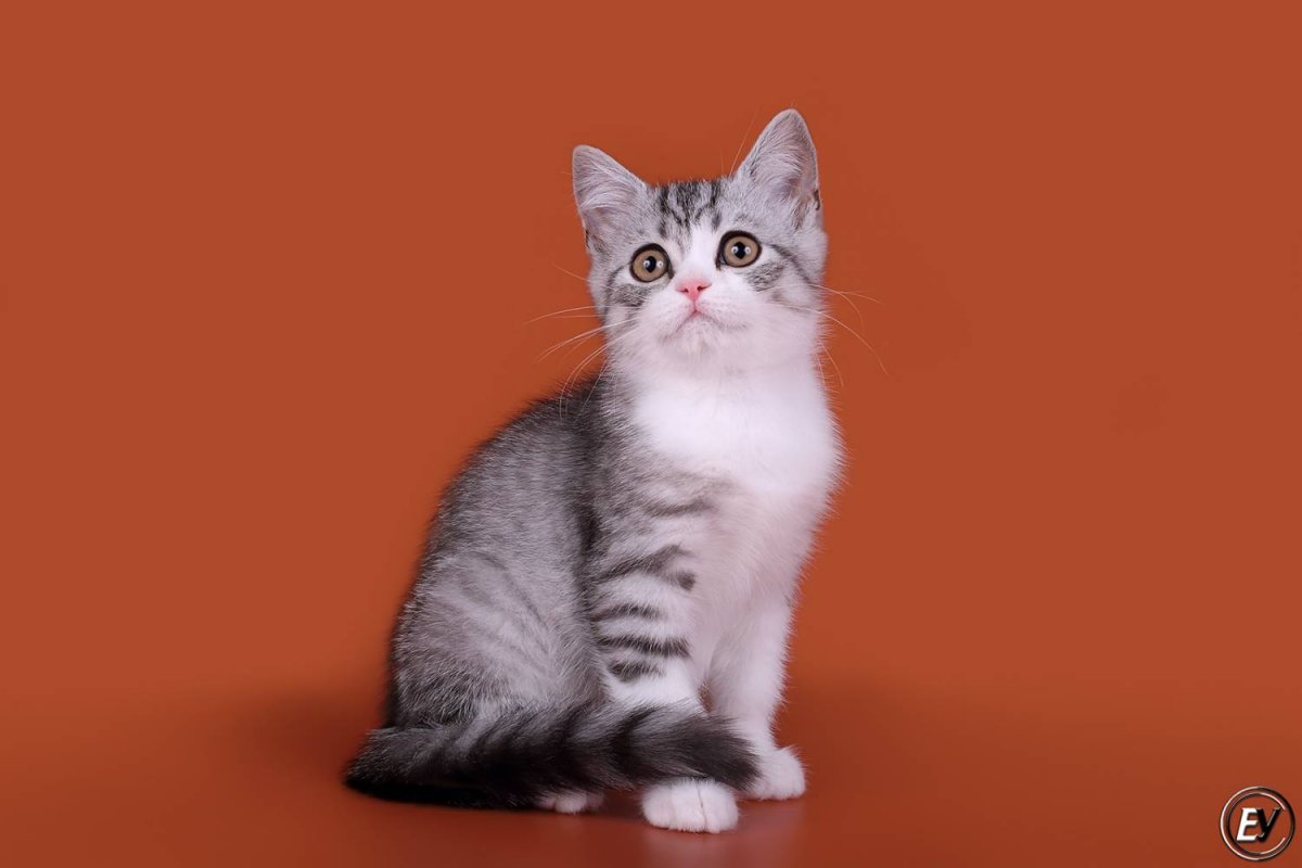 Шотландская страйт биколор