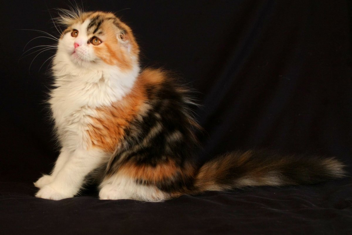 Шотландская хайленд трехцветные