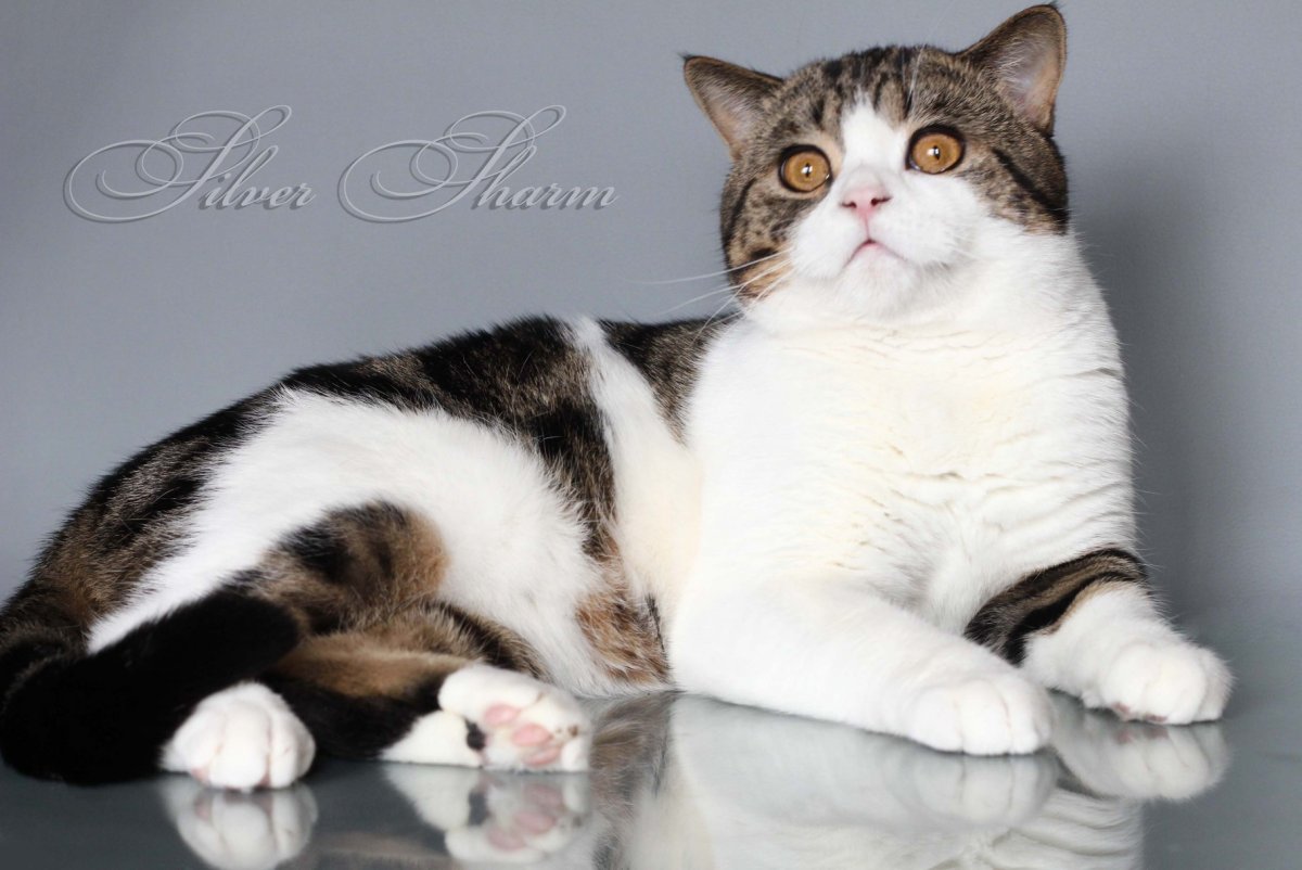 Шотландский скоттиш страйт биколор