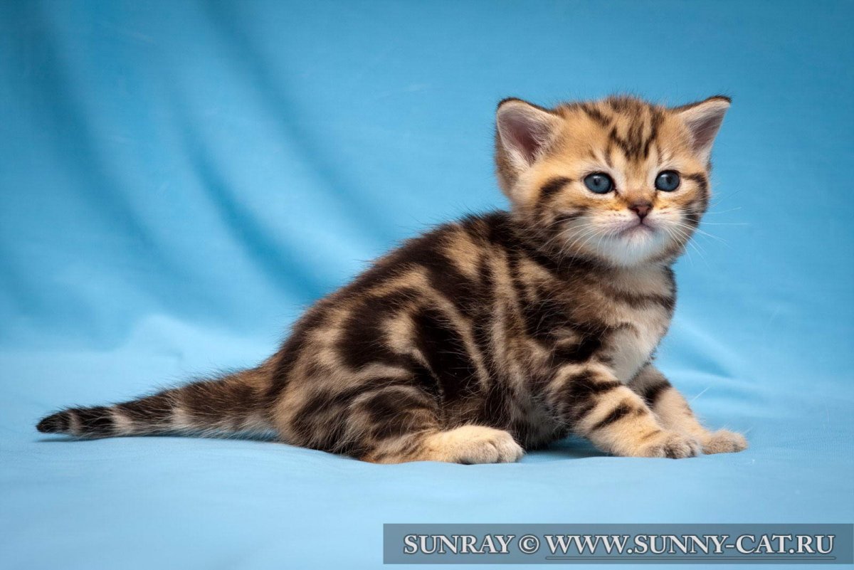 Скоттиш-страйт Шотландская прямоухая тигровый