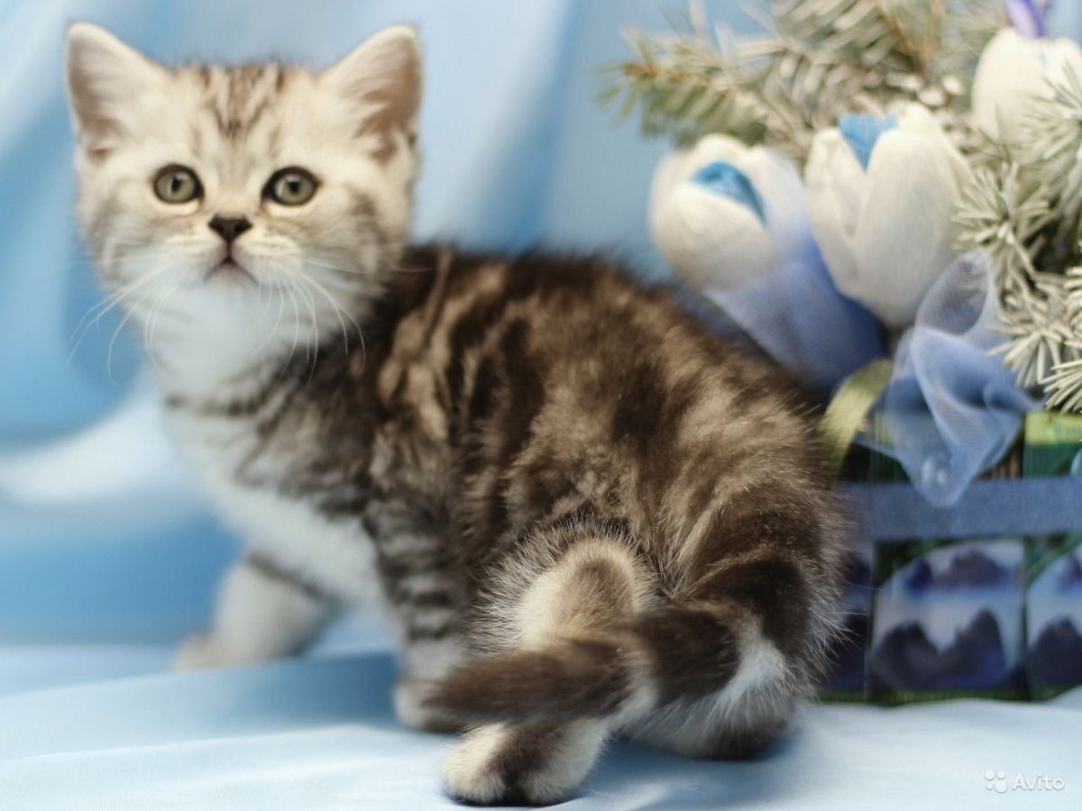 Шотландский скоттиш страйт биколор