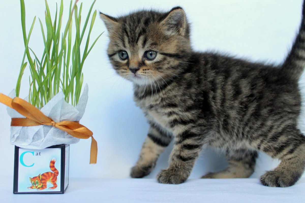 Скоттиш страйт Пегий