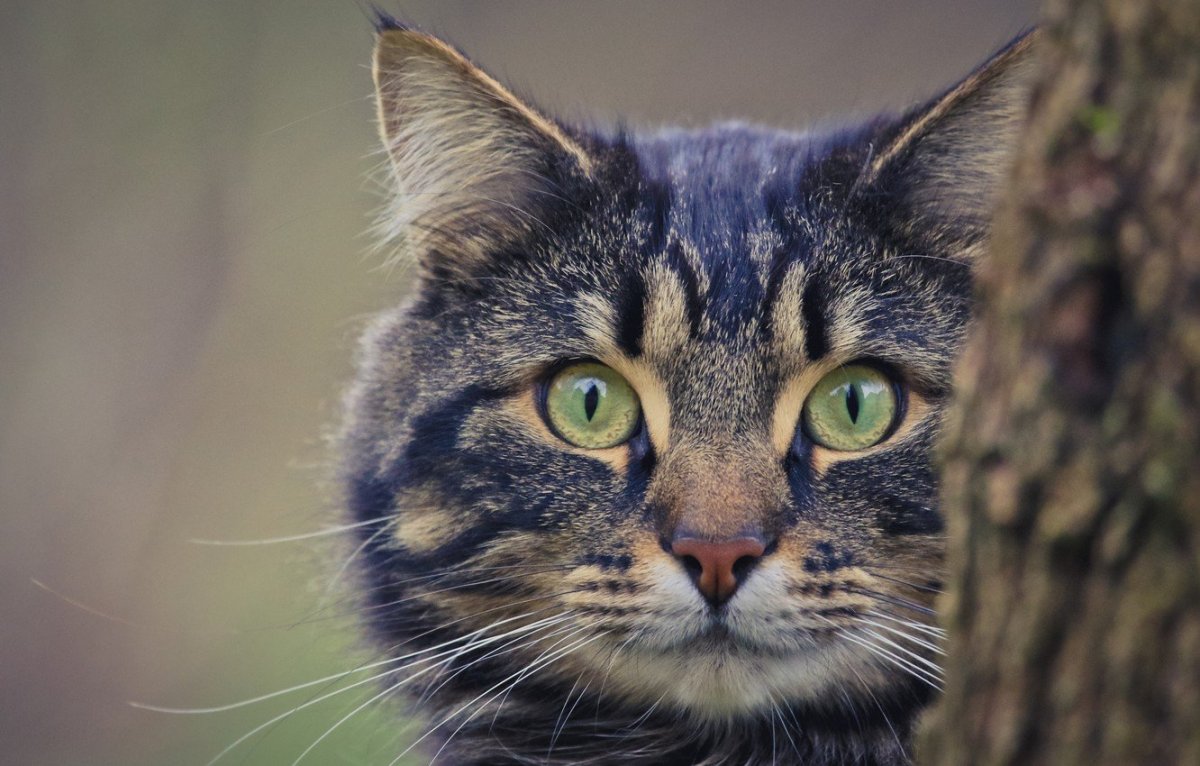 Серый кот морда