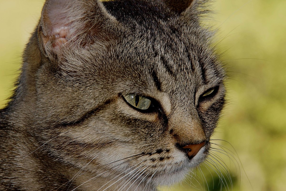 Морда кота крупным планом