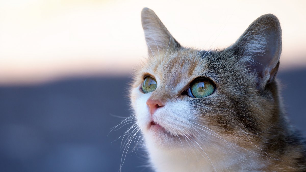 Красивые кошки