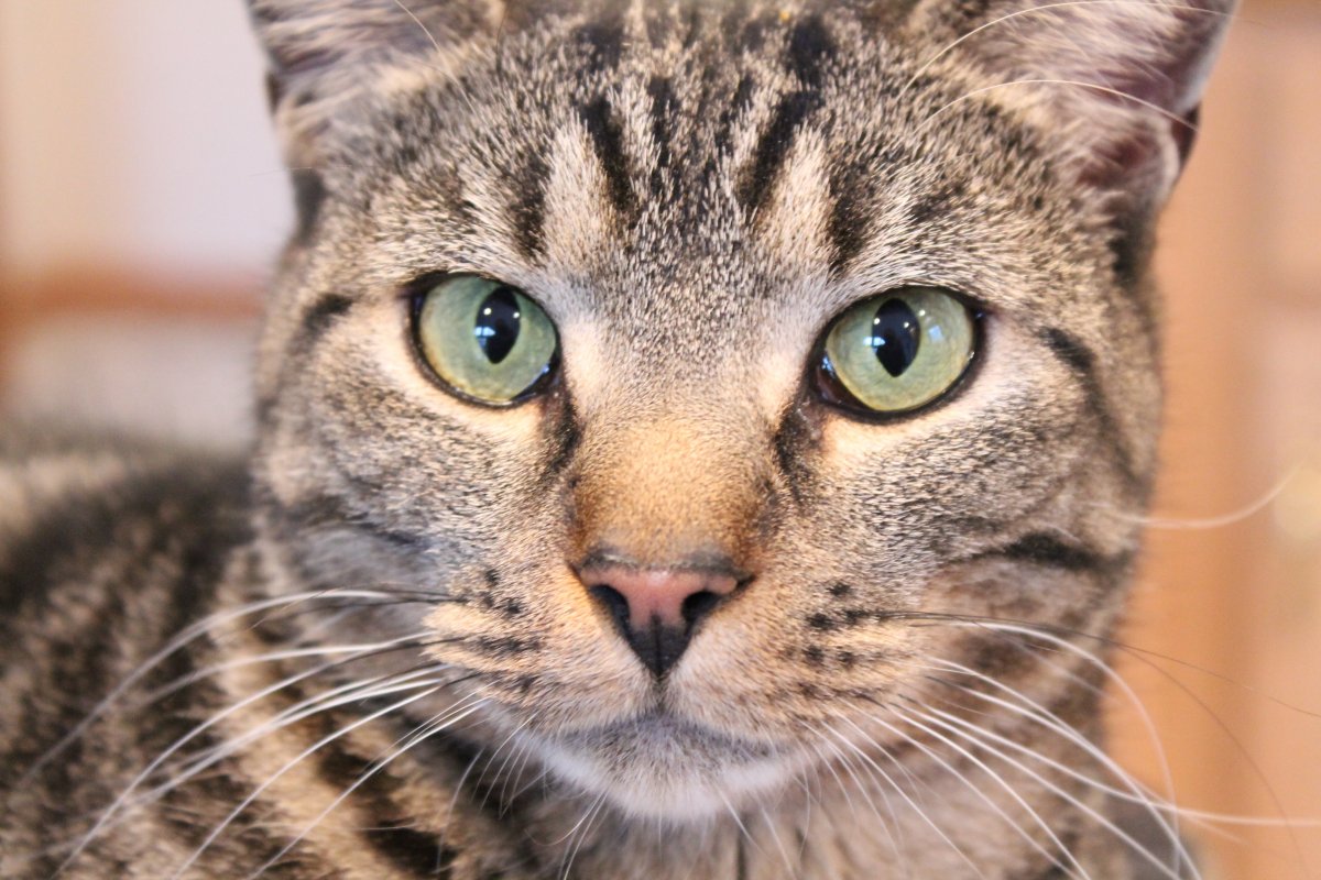 Морда кота крупным планом