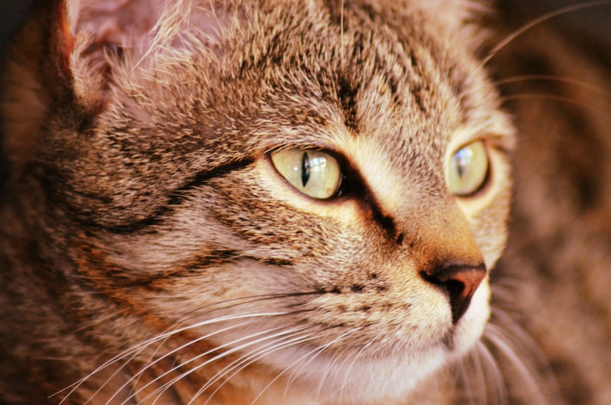 Кошачья мордочка