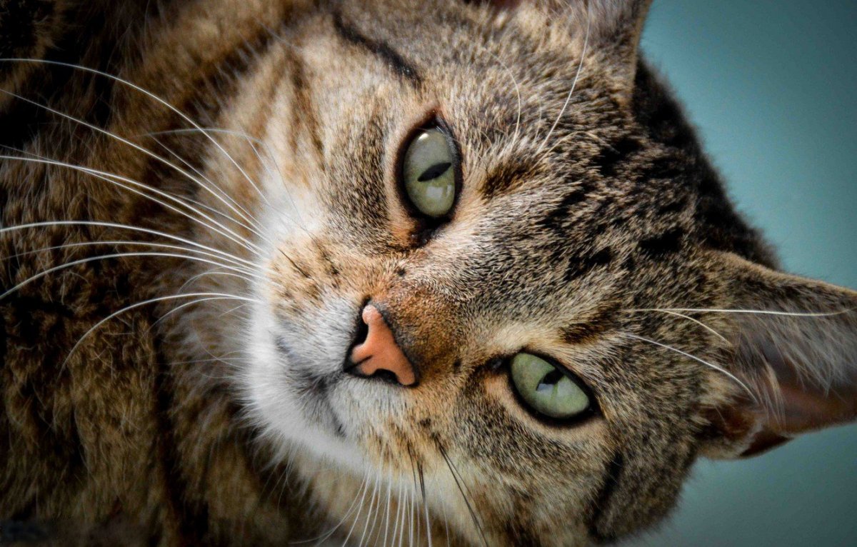 Морда кошки