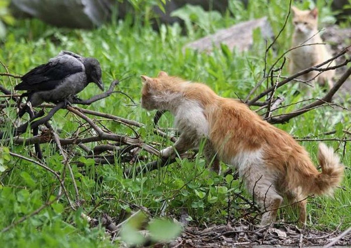 Кот охотится на ворону