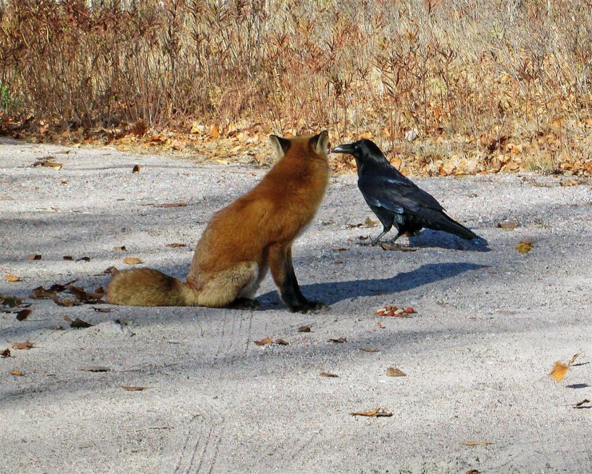 Кот и птичка