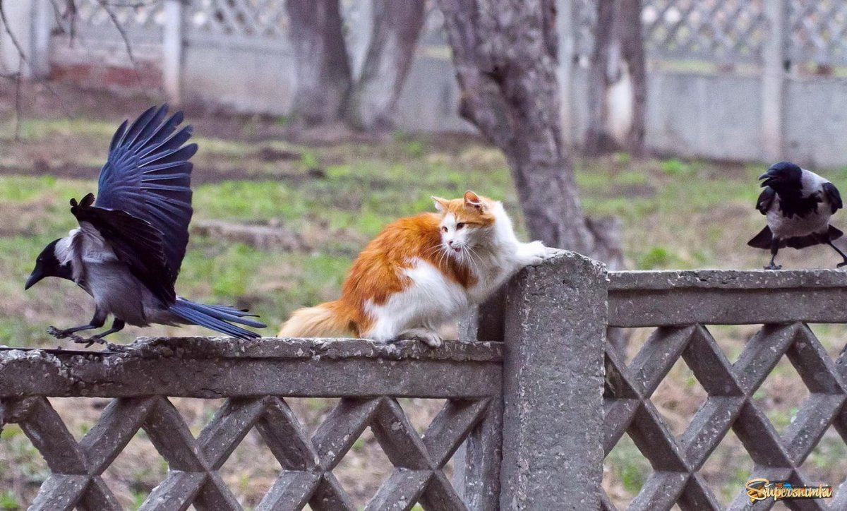 Ворона нападает на собаку