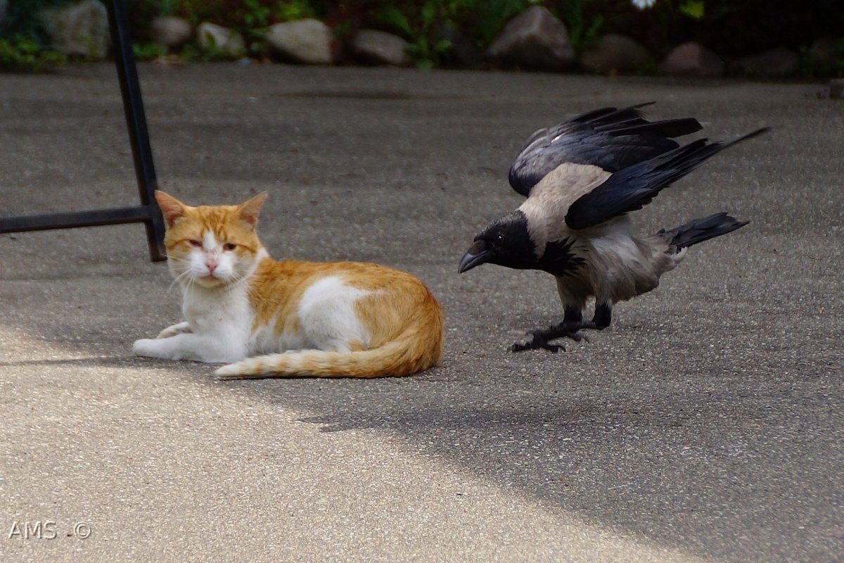 Осенние птицы и животные в городе
