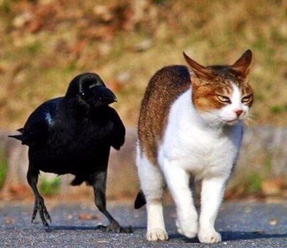 Животные говорят друг с другом