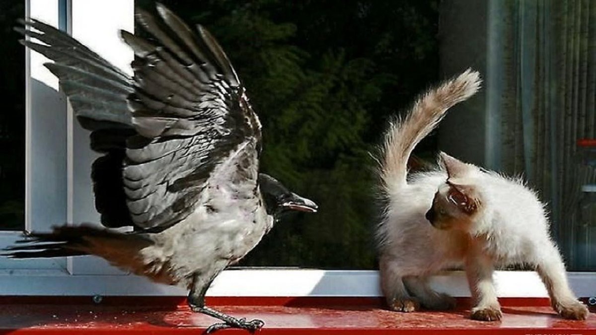 Кот и ворон
