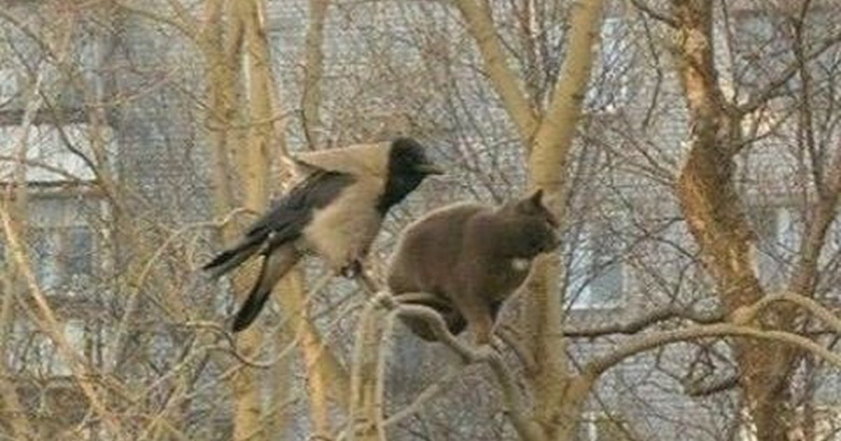 Кот и ворон