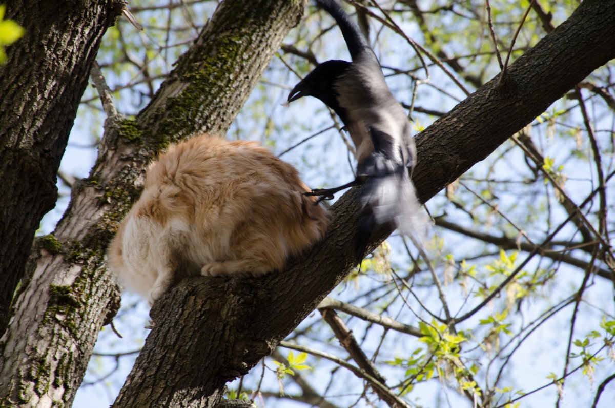 Кот и ворона