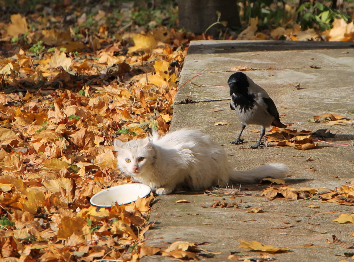 Кошка с вороной
