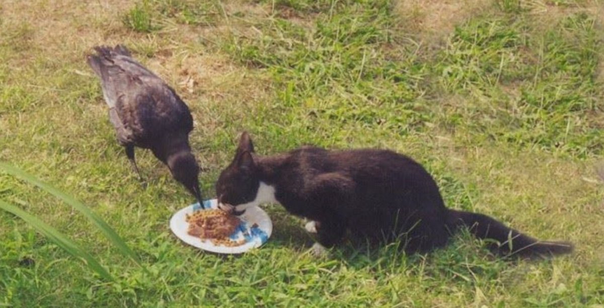 Кот и ворона на ветке