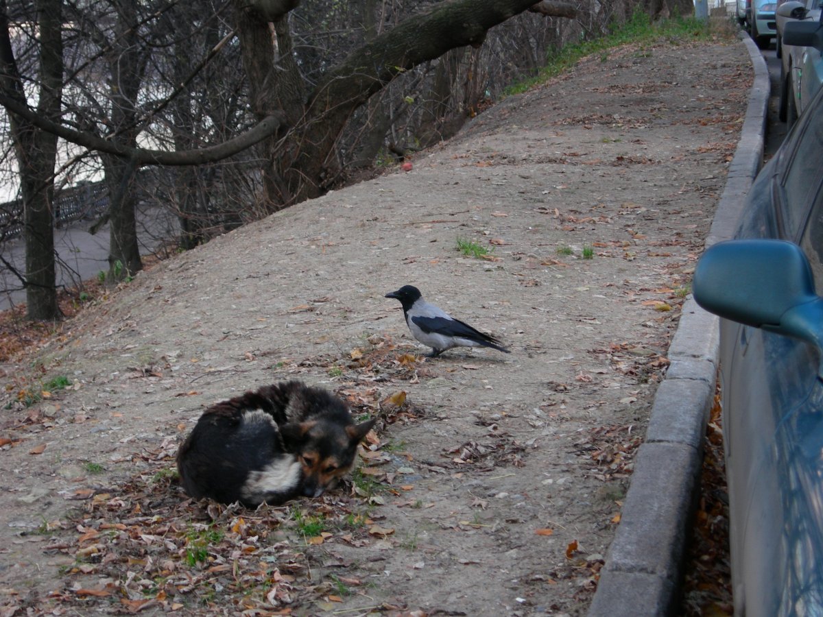 Смешные вороны