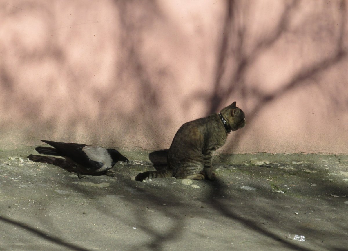 Волк бежит за добычей