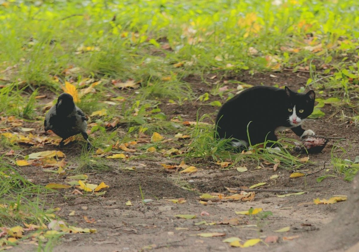 Попугай и ворона