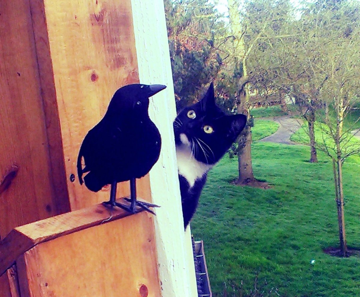 Серая ворона и кот