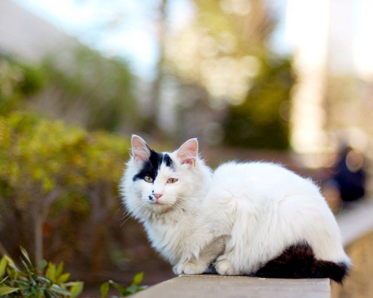 Пятнистая черно белая кошка