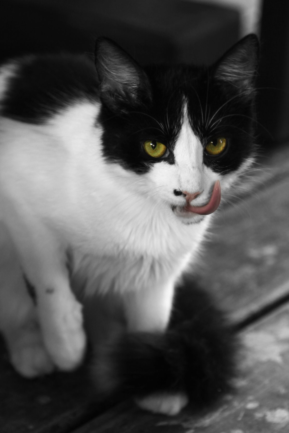 Чёрно-белые коты