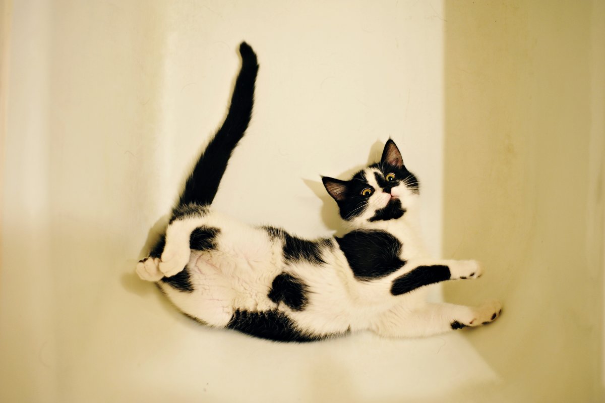 Маленькие котики