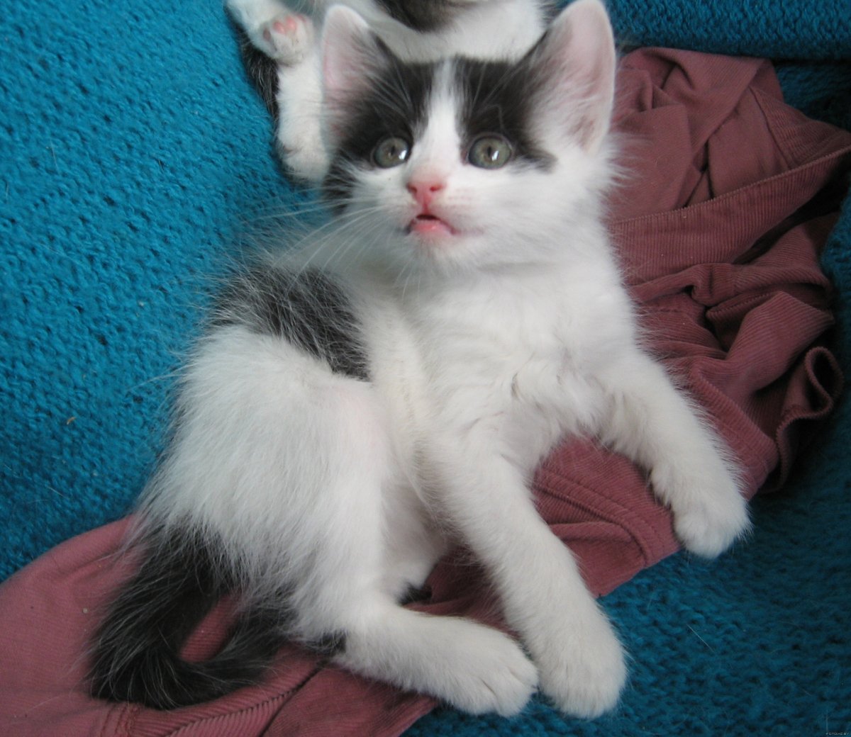 Анатолийская кошка черно белая