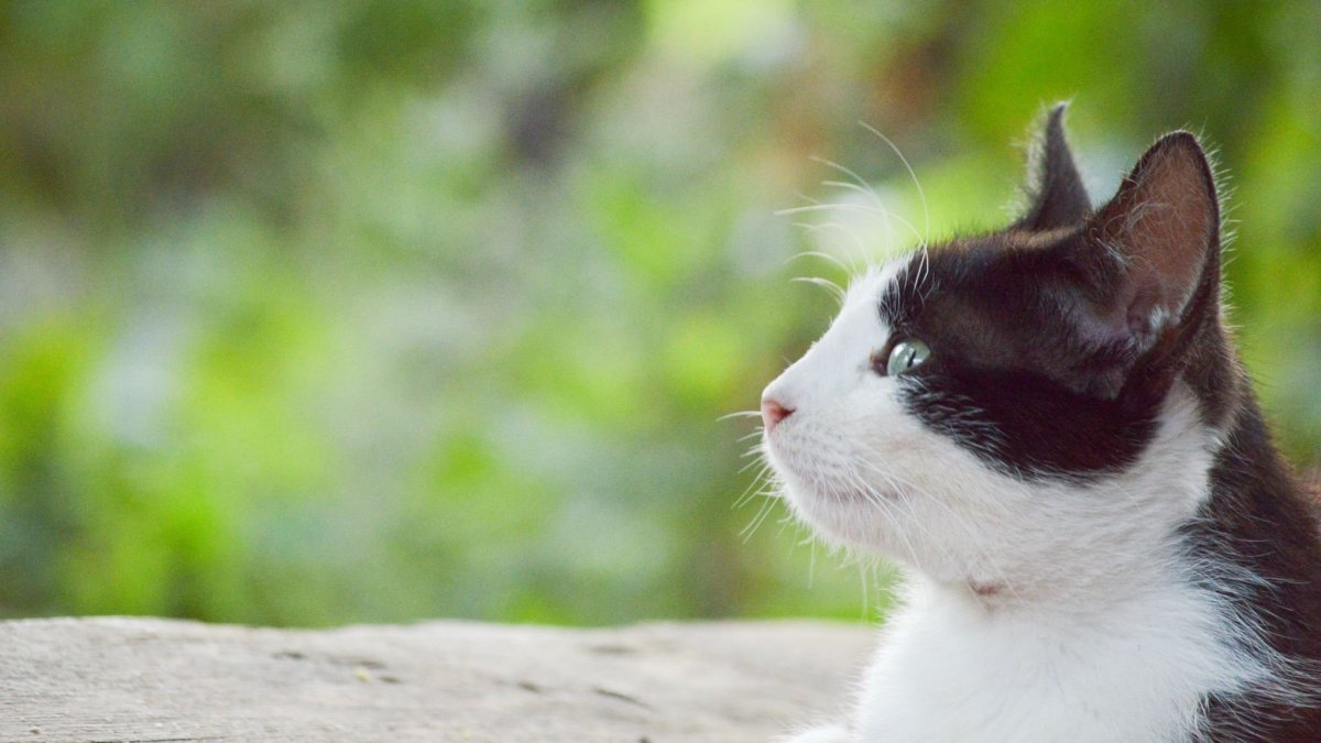 Кошка черная с белым