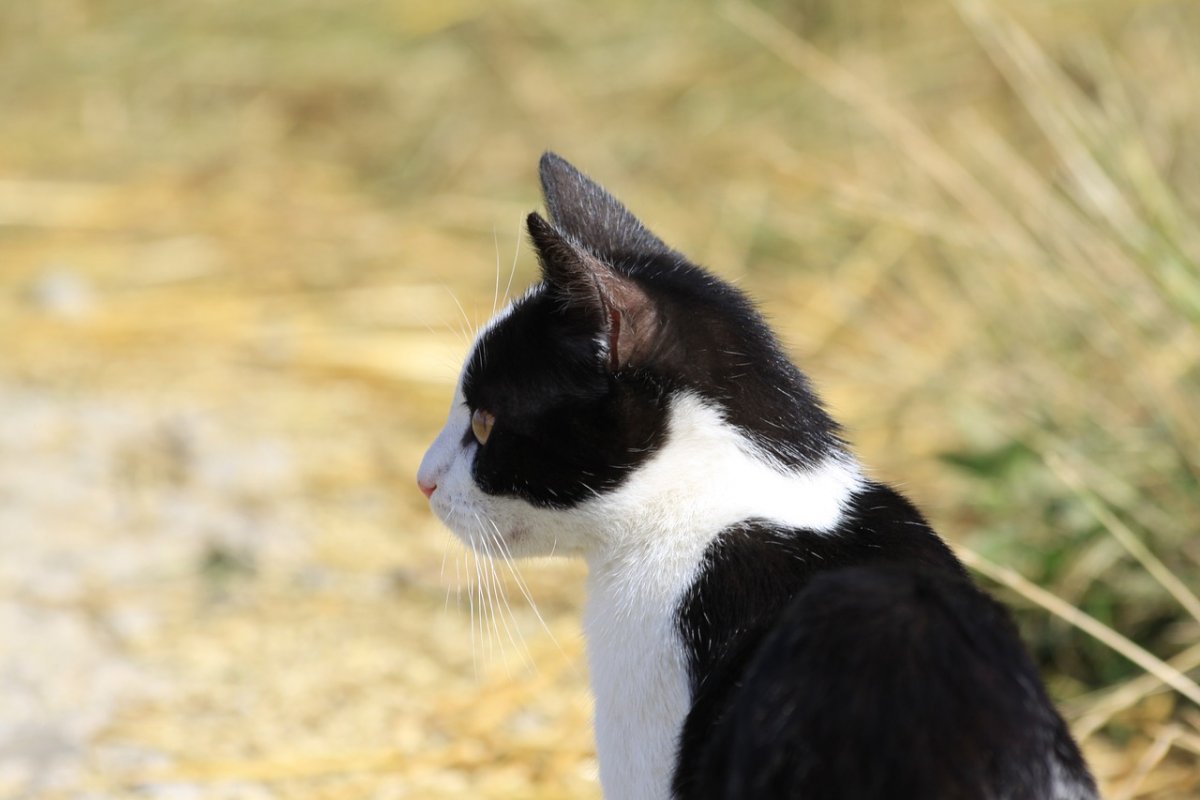 Акринская порода кот