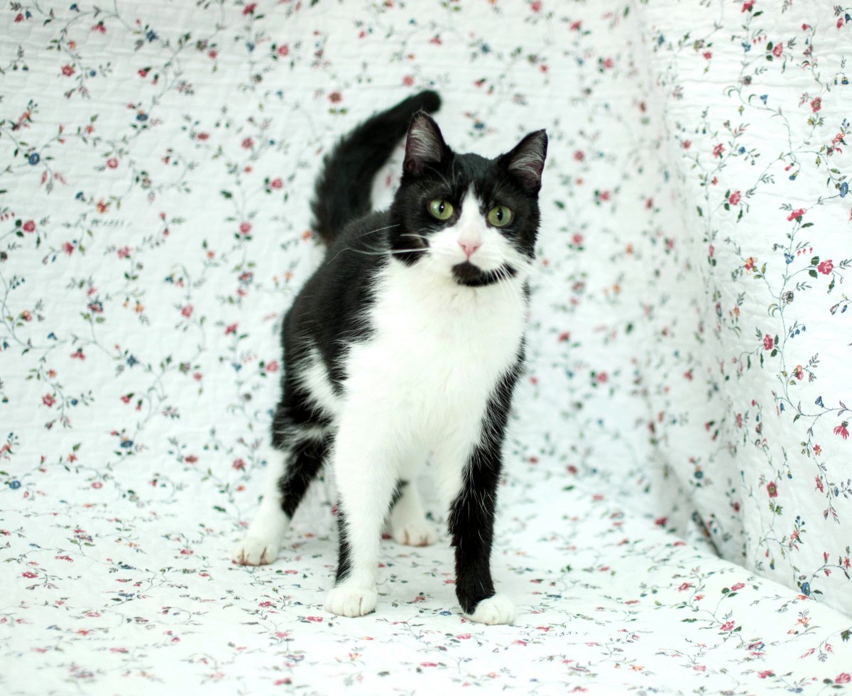 Котик черно белый