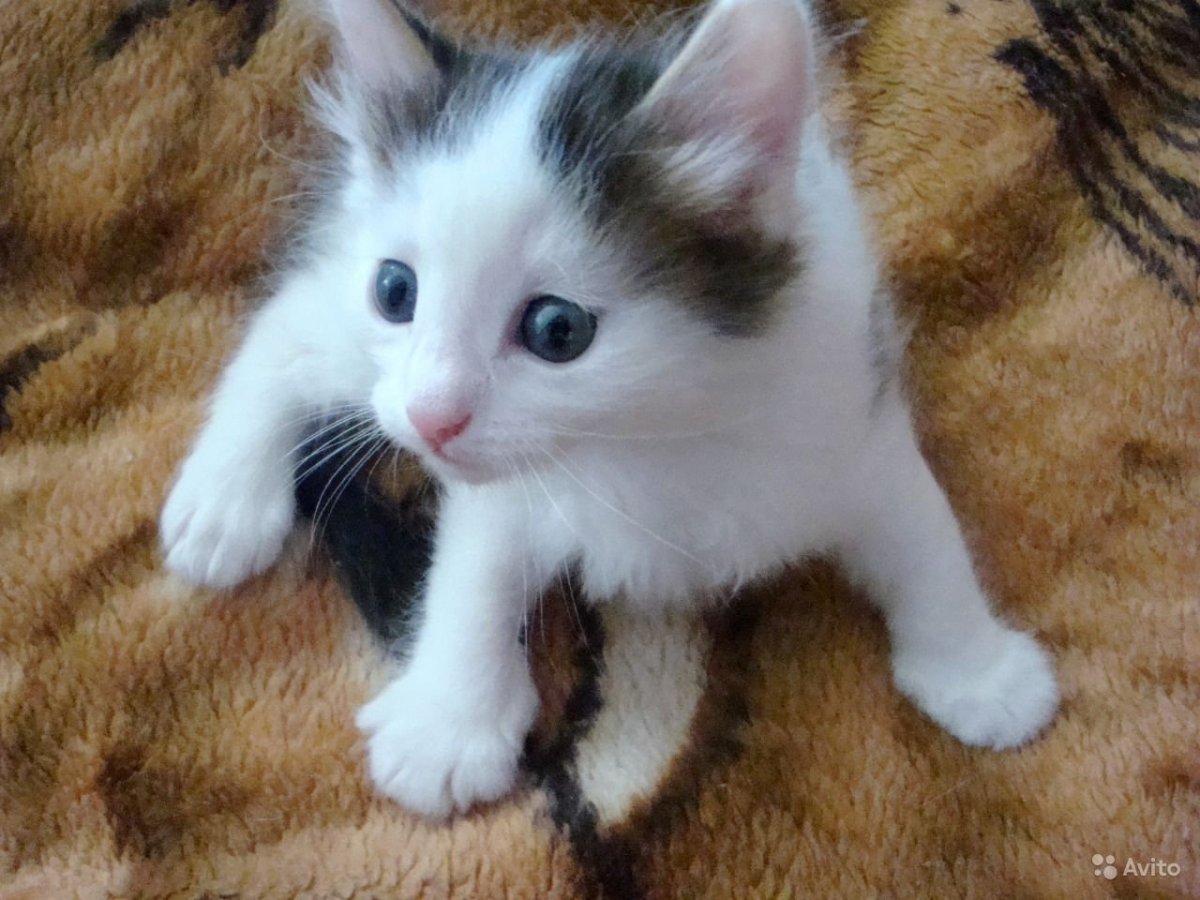 Белая кошка с черными пятнами