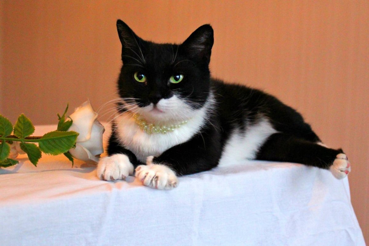 Черный и белый кот