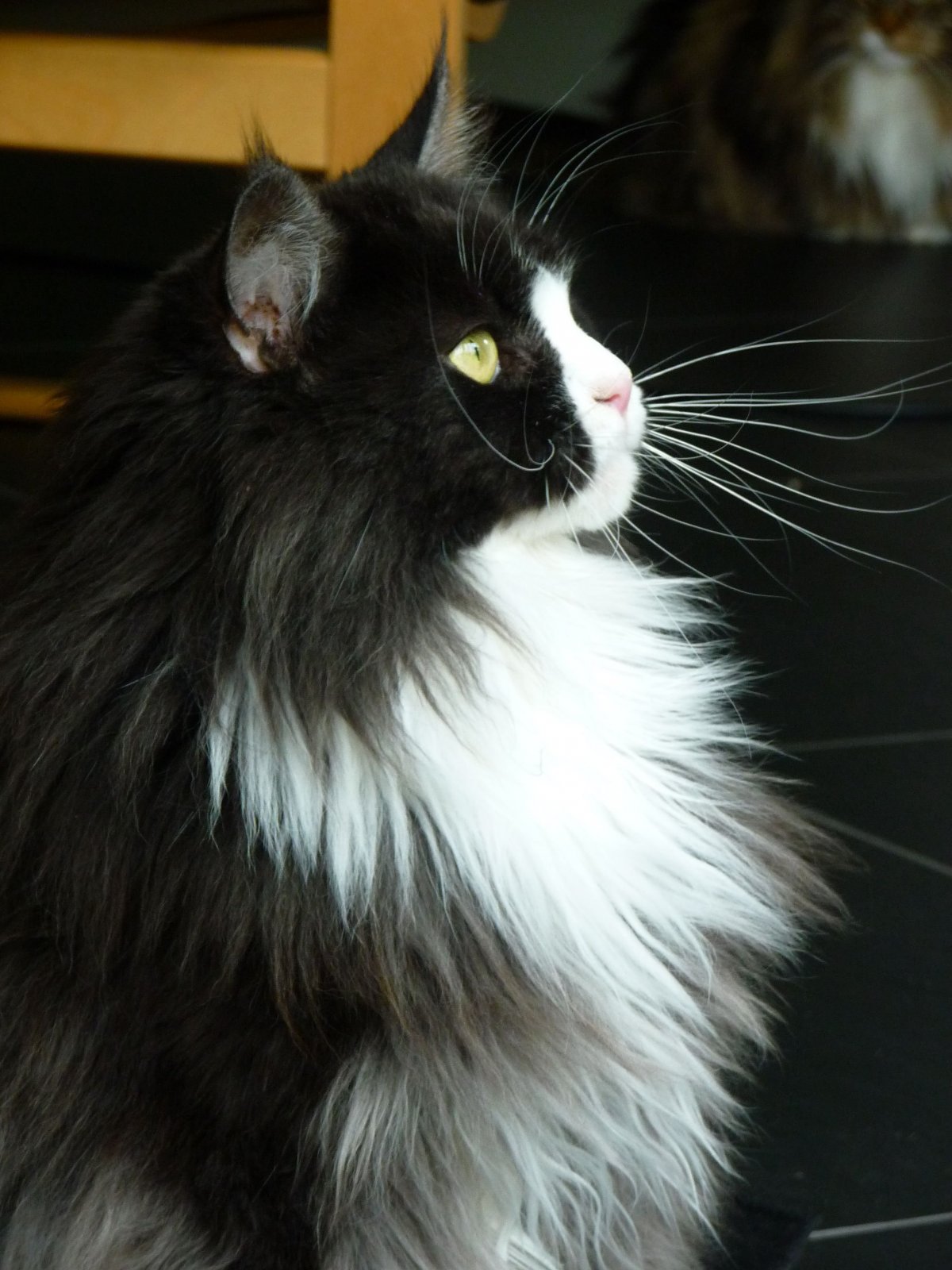 Норвежский Лесной кот белый