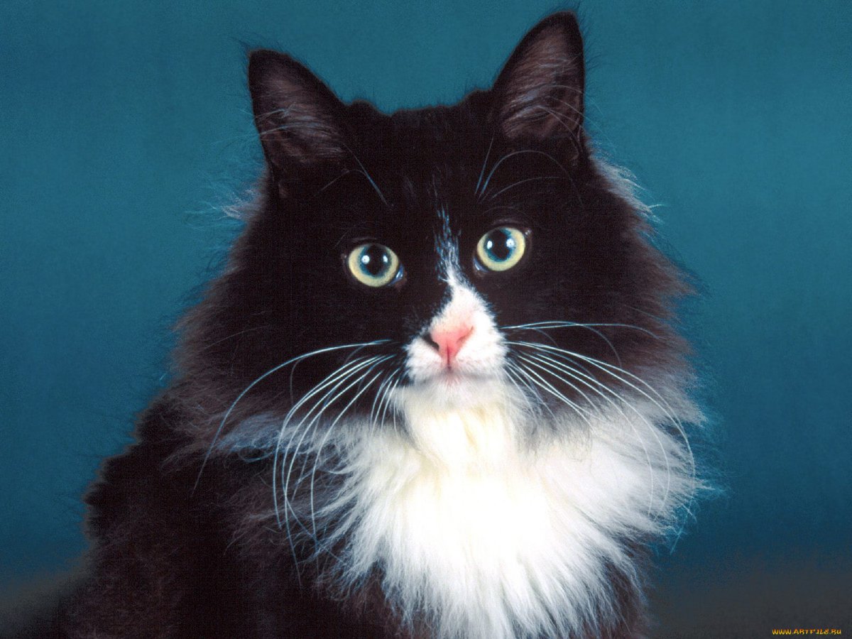 Сибирская кошка черно белая