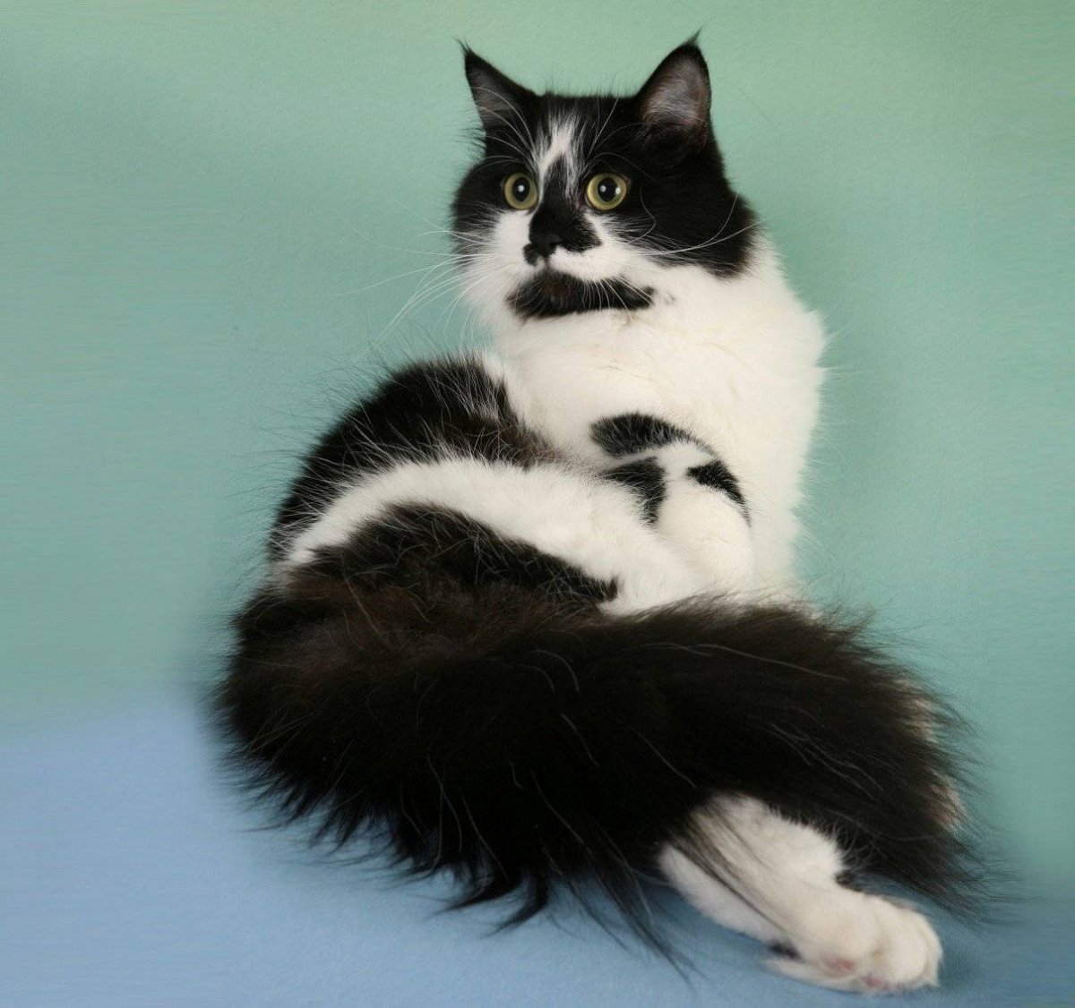 Сибирский кот биколор