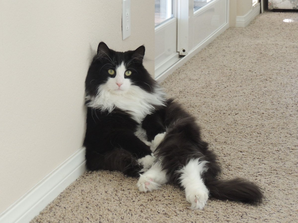 Норвежская Лесная кошка черно-белая