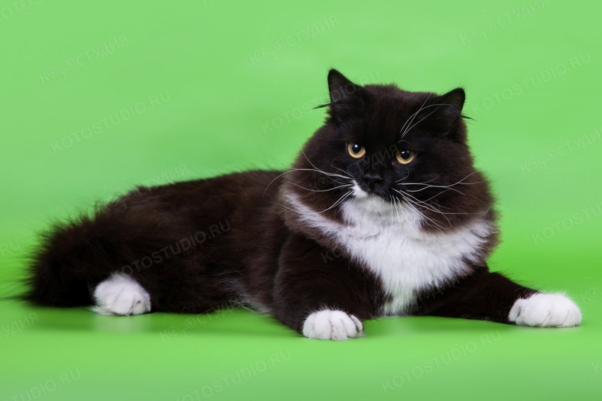 Сибирский биколор