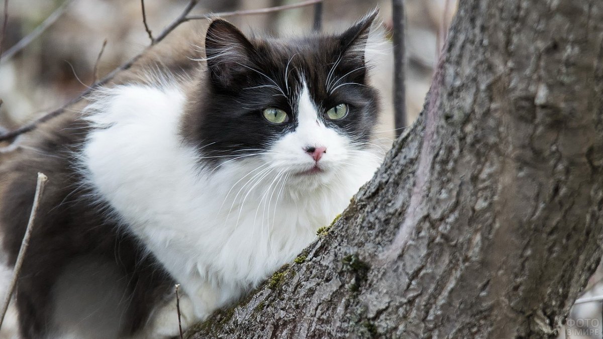 Skogkatt - Норвежская Лесная кошка.