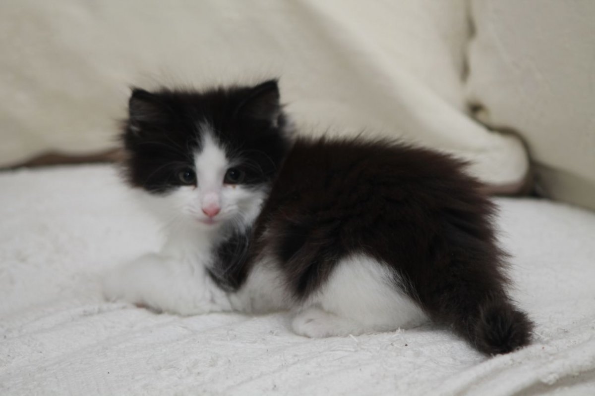 Норвежские Лесные котята черно белого окраса