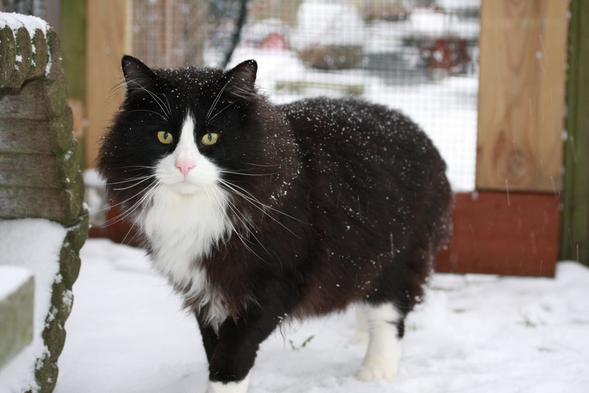 Сибирская Лесная кошка черно-белая