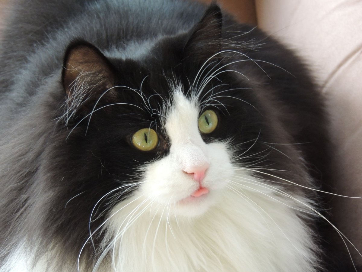 Норвежская Лесная кошка биколор