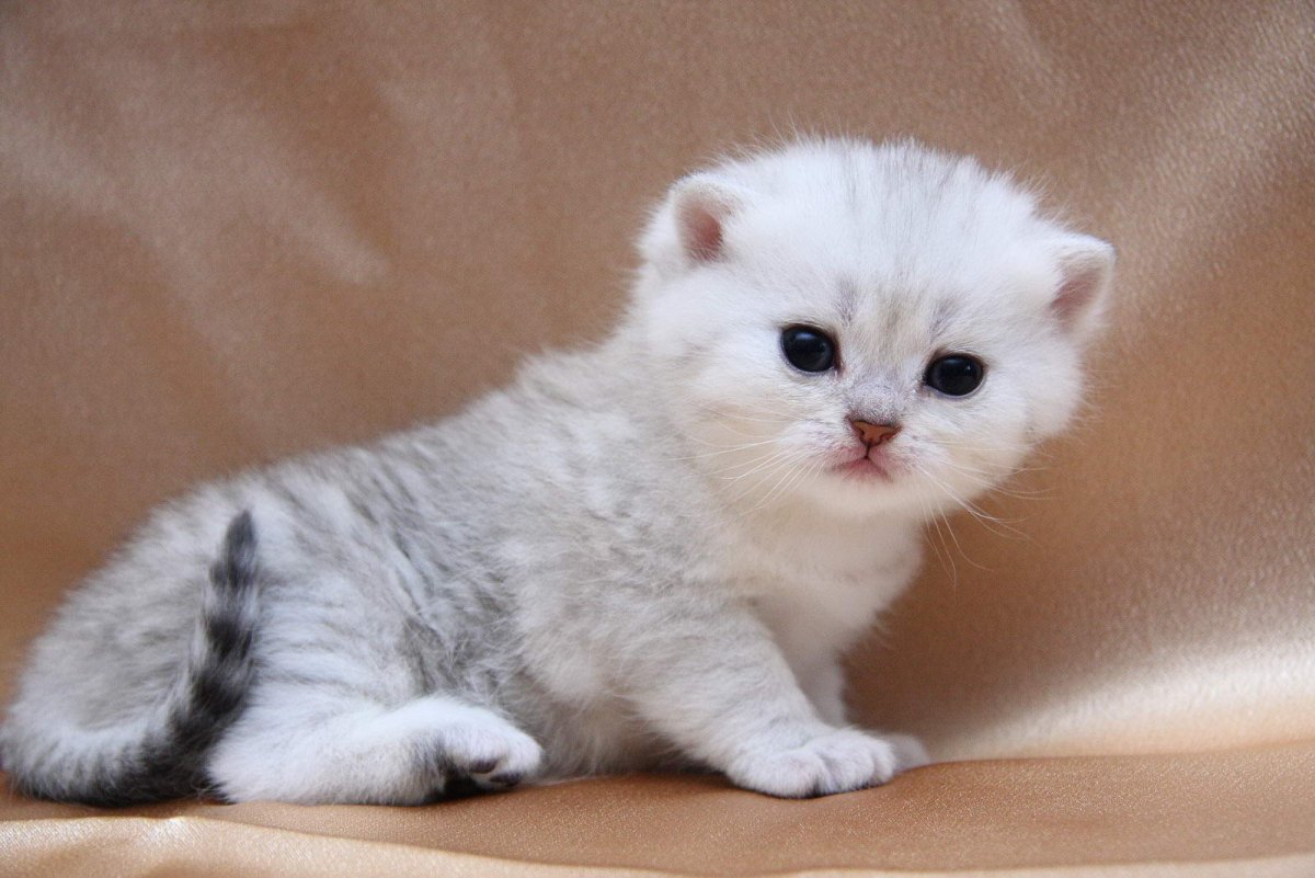 Скоттиш фолд шиншилла