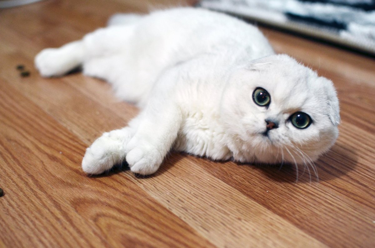 Золотая и серебристая шиншилла Шотландская