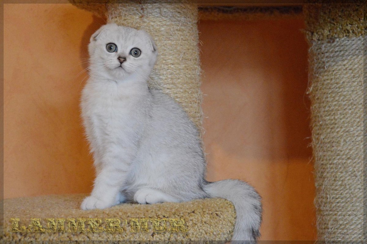 Шотландский затушеванный вислоухий