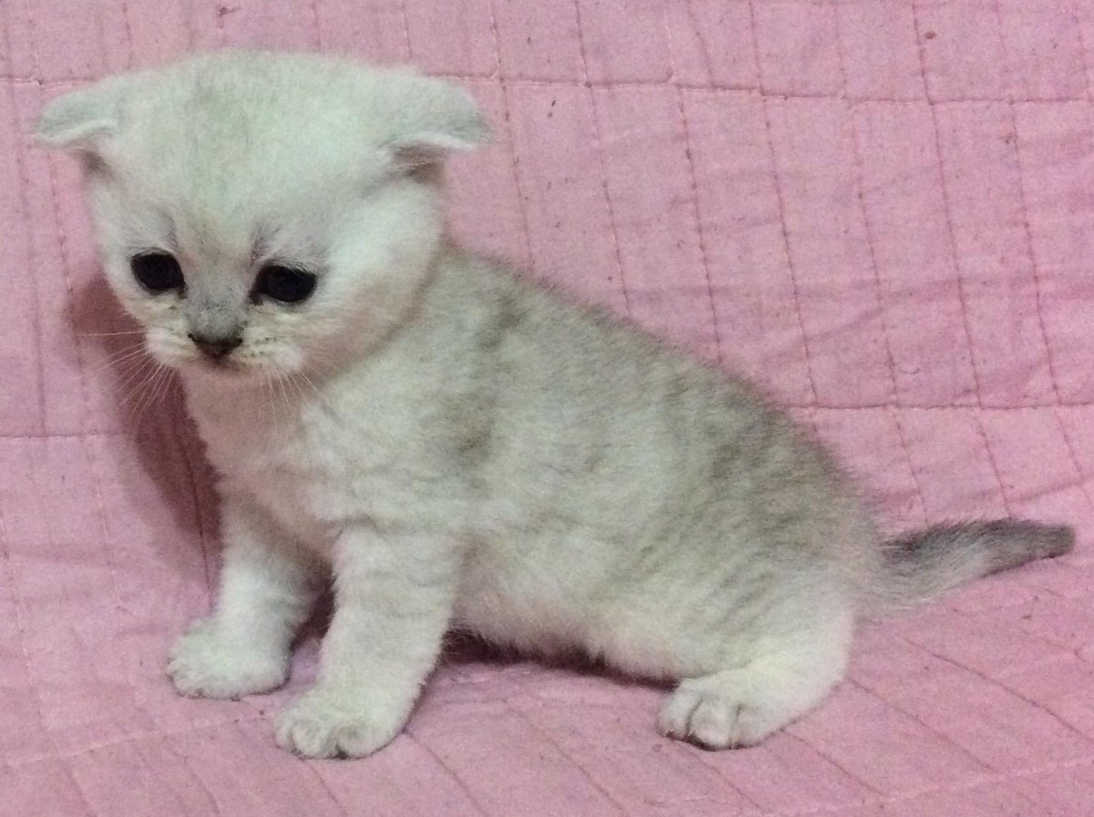 Кошка вислоухая самая редкая