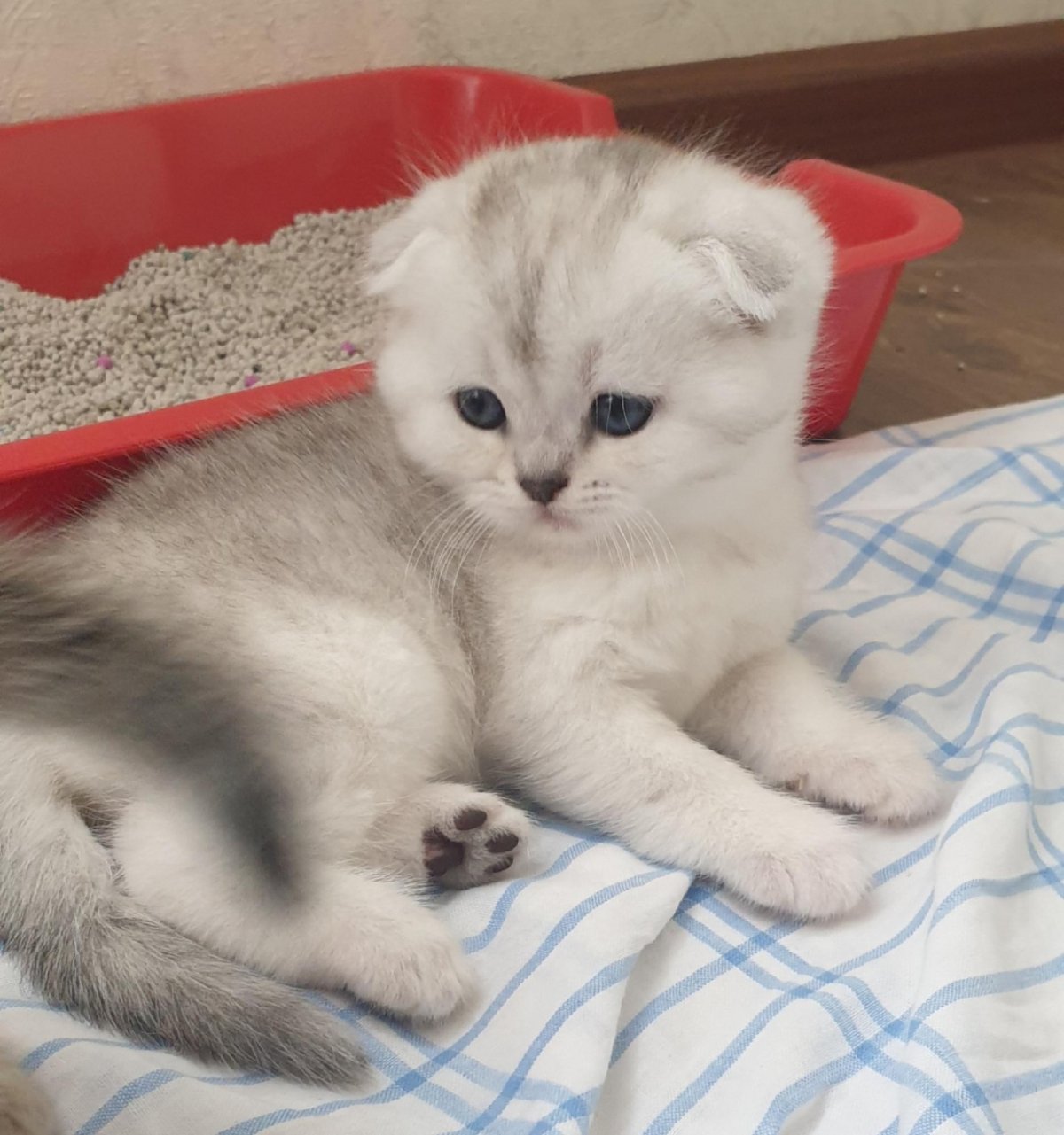 Шотландская вислоухая шиншилла