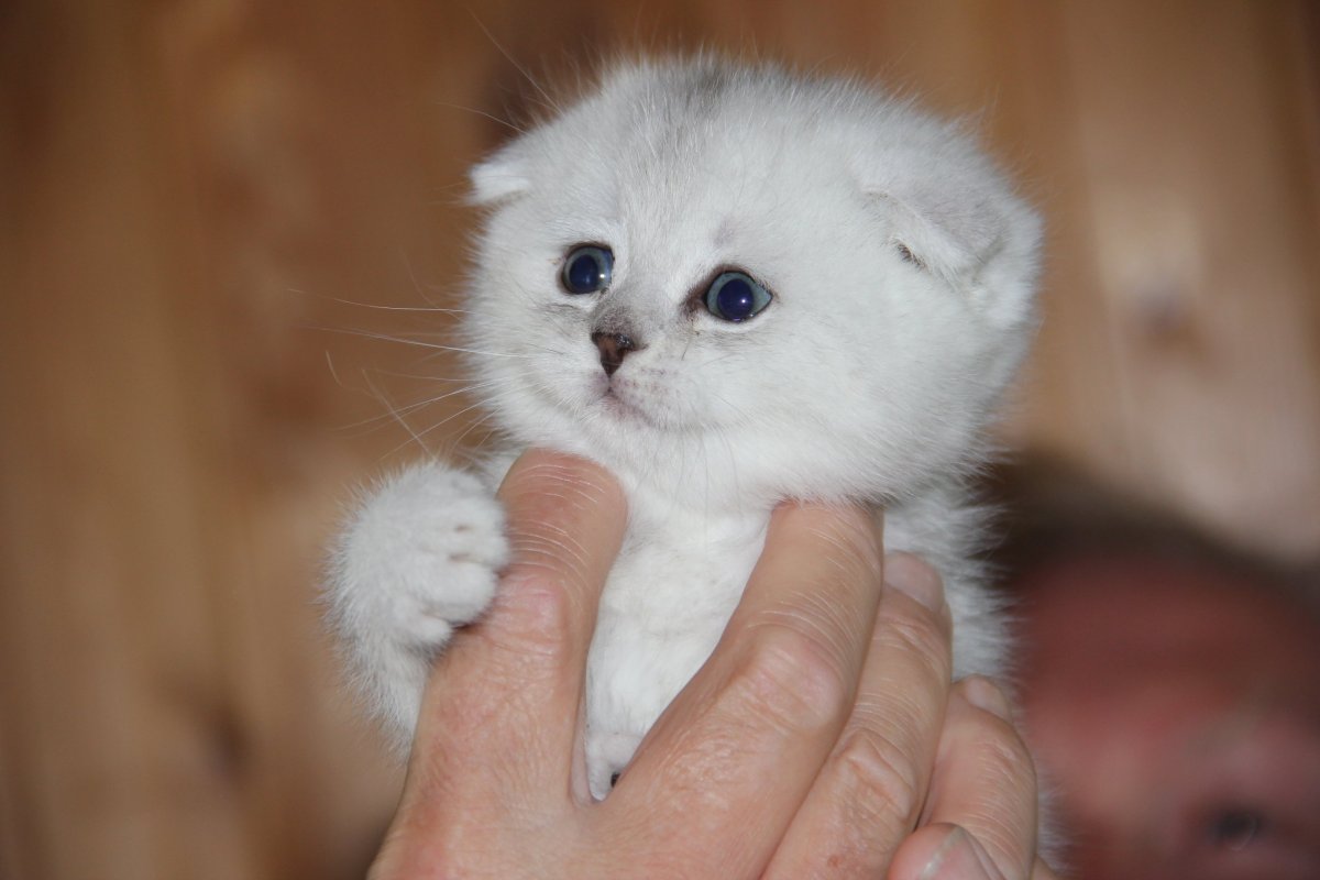 Котенок шиншилла Британская вислоухая